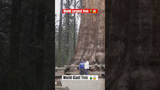 Amazing facts about world tallest tree  World tallest tree  Hindi facts shorts [upl. by Atimed71]