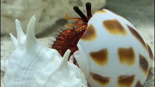 Your saltwater hermit crab is not dead… it is molting [upl. by Gnek]