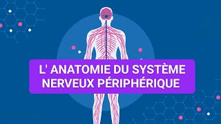 ANATOMIE HUMAINE🩺 SYSTÈME NERVEUX PÉRIPHÉRIQUE 🧠 [upl. by Bautram]