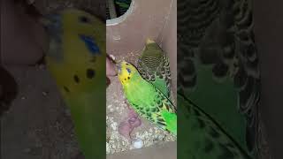 Wasabi and Mandisas 3rd baby budgie has hatched Wasabi loves playing with finger nails [upl. by Akimrehs]