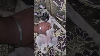 Malika da fun time puglover funnyviralvideo pug love [upl. by Amein497]