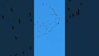 Geese flying in V formation [upl. by Arraeic]