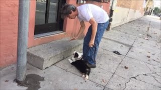 Why Dogs are taught to be calm at Doors  Australian Shepherd amp Cattle Dog [upl. by Donella364]