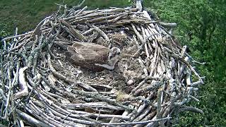 Bywyd Gwyllt Glaslyn Wildlife  Ffrwd Byw  Live Stream [upl. by Ahseyi]