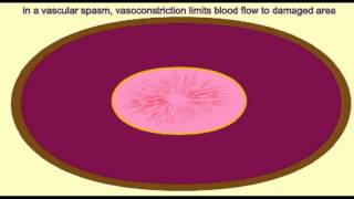 AP2 EXAM 1 VASCULAR SPASM [upl. by Wesa]