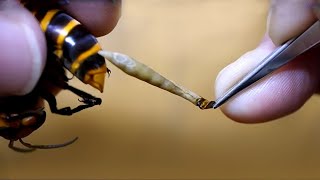 Why Do Bees Die After Stinging [upl. by Arsi]