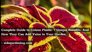 Complete Guide to Coleus Plants 7 Unique Benefits And How They Can Add Value to Your Garden [upl. by Bal]