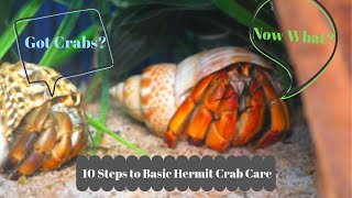 Basic Hermit Crab Care  How to Have a Happy Hermit Crab  By Crab Central Station [upl. by Teena]