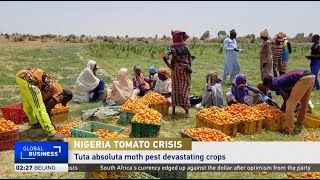 Nigeria’s tomato industry in disarray over attack by Tuta absoluta moth pest [upl. by Persas]