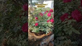 Top 1 best blooming Rose Plant Available [upl. by Nissensohn]