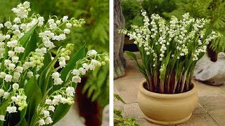 How to Plant Lily of the Valley Spring Garden Guide [upl. by Inaboy802]