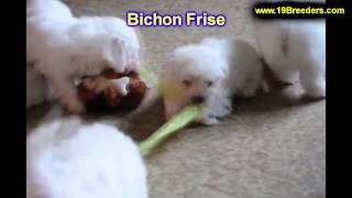 Bichon Frise Puppies For Sale In Billings Montana MT Missoula Great Falls Bozeman [upl. by Notslar]