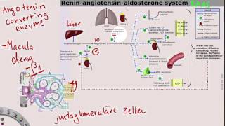 ReninAngiotensinAldosteronSystem [upl. by Eenel]