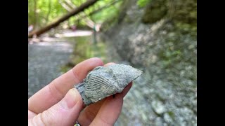 Fossil Hunting Near Canandaigua Lake [upl. by Eadnus]