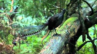 Lyrebird song  Stephen Powell Wildlife Artist [upl. by Anissa]