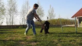 HORACY  4 months old briard puppy [upl. by Cletis442]