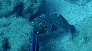 Big groupers Spearfishing Northcyprus [upl. by Sil]