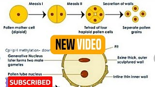 Chapter2Microsporogenesis and development of Male gametophyteBiology 12thNcert [upl. by Ahsema]