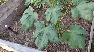 Tobacco Gardening Cutworms and Rotten Banana Water [upl. by Christi]