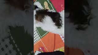 shih tzu puppy barking sound 🤩shihtzu dog doglover shorts cute animals reels shihtzus shih [upl. by Vaish]