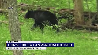 Horse Creek Campground closed after mama bear encounter [upl. by Giselle]