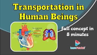 Class 10 Science Life Processes  Transportation in Human Beings  LearnFatafat [upl. by Adnawot]