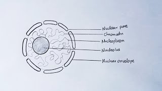 How To Draw Nucleus Structure  How To Draw Labelled Diagram of Nucleus [upl. by Alekim]