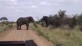 elephant fight CAM2 [upl. by Remos]