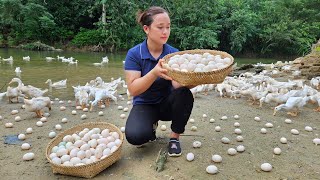 Harvest Duck Eggs Goes to the market sell  Cooking  Live with nature [upl. by Mindi312]