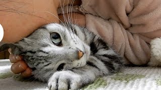 猫がかまって欲しそうだったんで… チュー♥してあげたら照れた 猫には刺激が強すぎた Mom Kisses Cat [upl. by Levitan]