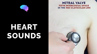 Heart murmur sounds cardiac auscultation sounds  UKMLA  CPSA [upl. by Fleta883]