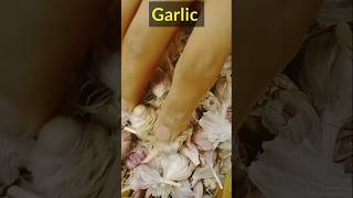 Cultivation Of Garlic shorts shortvideo garlic لہسن [upl. by Aribold]