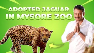 ​SMRGAMING Adopted JAGUAR At Mysore Zoo dbossfollowers738 DBOSSProject SouravGamingYTKANNADA [upl. by Marielle783]