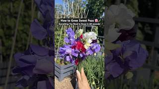 How to Grow Sweet Peas 🌸🫛 60 Second Growing Guide [upl. by Sukram]