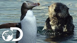 The Mating Rituals Of Penguins And Otters  Big Pacific [upl. by Ri]