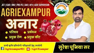 अनार Pomegranate  Pomology  Agri exampur By  Suresh Poonia pomegranate Agriexampur [upl. by Annam]