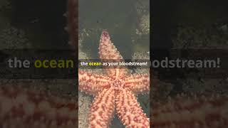 Expert Reveals the Astonishing Reason Starfish Dont Need Blood [upl. by Schiffman795]