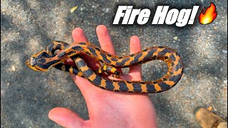 Brightly Colored Hognose Snake [upl. by Dnomaid724]