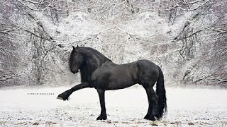 Albert  Friesian Stallion [upl. by Subocaj]