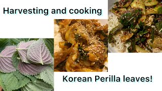 My Backyard Garden  Harvesting and cooking Korean perilla leaves [upl. by Ycats]