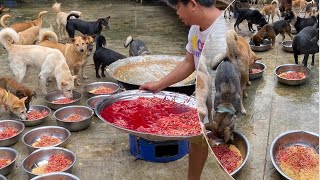 Red food for dogs what you need to know Ep6 [upl. by Sebastien]