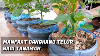 AGROTEK  MANFAAT CANGKANG TELUR BAGI TANAMAN [upl. by Tammany]