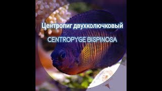 Центропиг bispinosa Рыбы ангелы карликовые [upl. by Alodie]