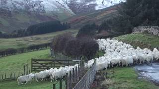 Hill Farmer Herding Sheep With Quad Bike Scottish Highlands Of Scotland [upl. by Nedlog198]