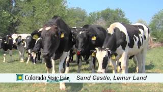 Colorado State Fair quotSinging Cowsquot Advertisement [upl. by Nwahsat]