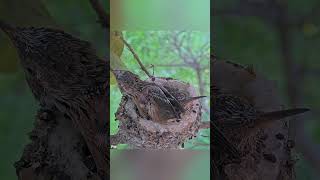 HUMMINGBIRDS ARE VERY POLITE They learn turn signals before they leave the nest babyhummingbird [upl. by Nashoma808]