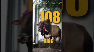 108 👑😈King is Back 👑🔥shortvideo tamilshorts jallikattulover [upl. by Modesty87]