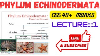 Phylum Echinodermatalecture1 ceee zoology all lectures [upl. by Aerdnaz]