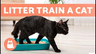 How to TRAIN a CAT to USE the LITTER BOX 🐱✅ Kittens and Adults [upl. by Curr]