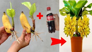 SUPER SPECIAL TECHNIQUE for propagating bananas with cocacola super fast growth [upl. by Sakovich740]